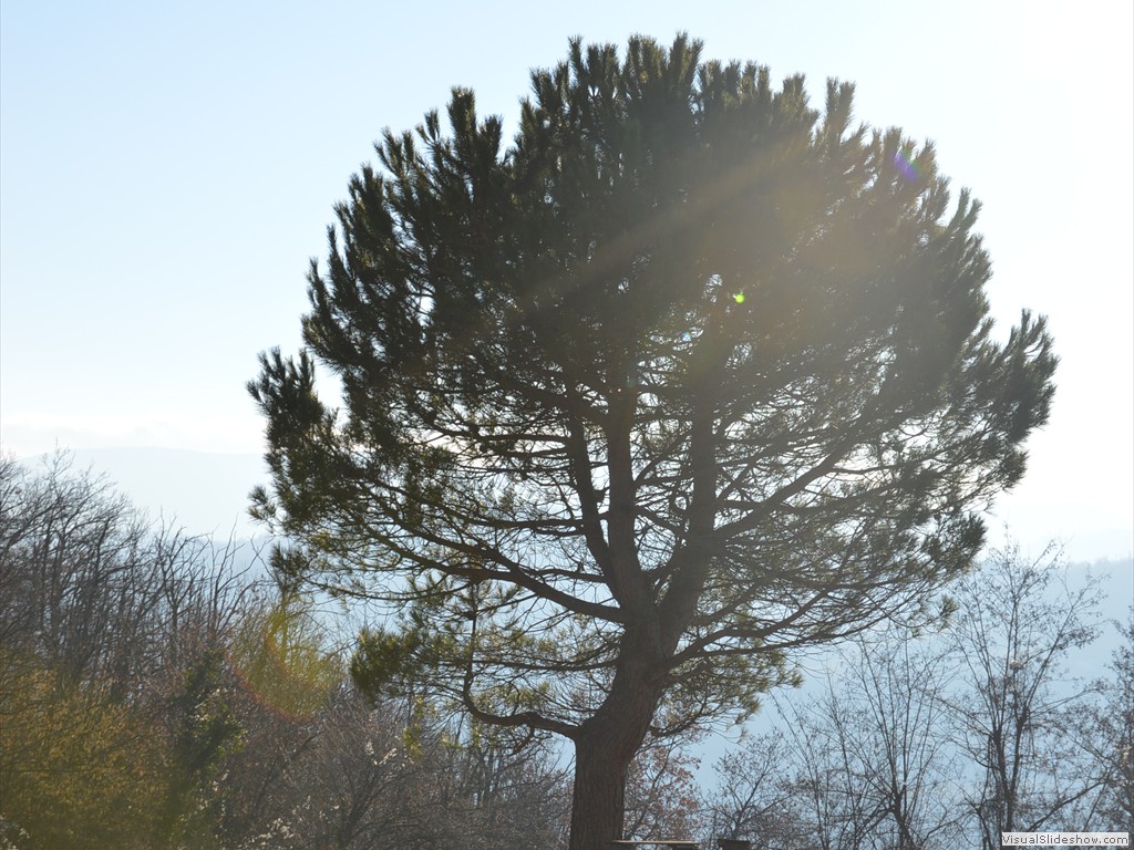 DSC_0248
