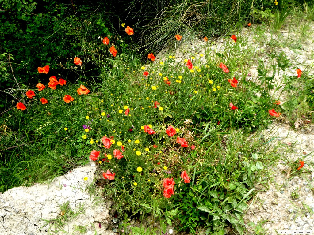 P1010527