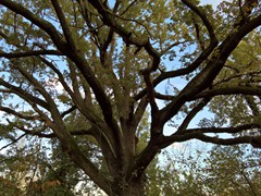 WP_20181121_12_25_46_Pro