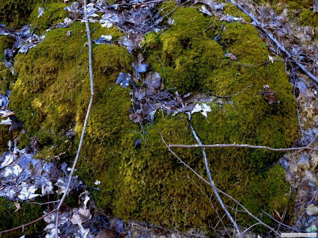 0081_2015-03-11