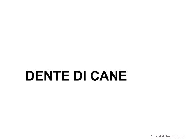 DENTE DI CANE