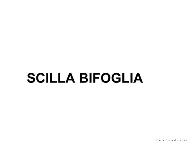 SCILLA