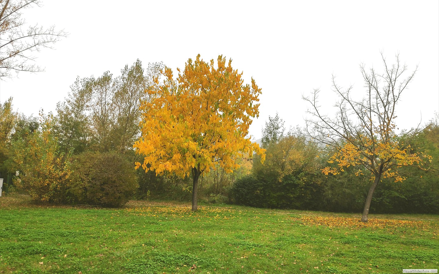 IMG_20201104_115909_1