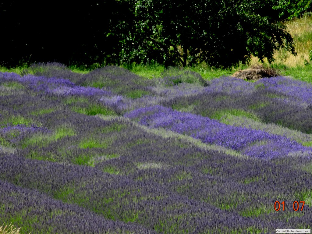 DSC02456