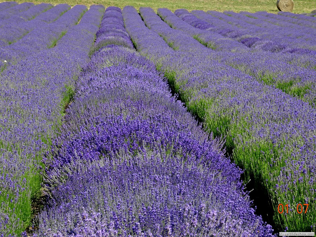 DSC02465
