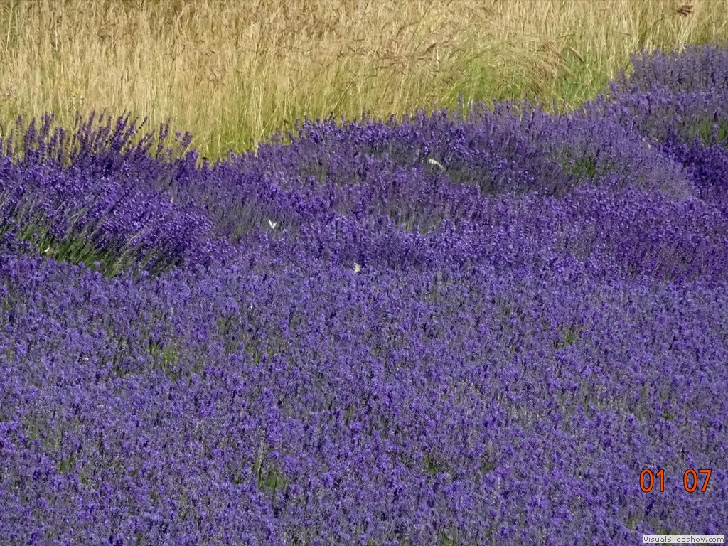 DSC02471