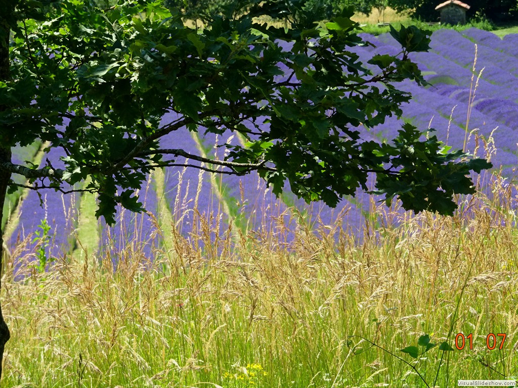 DSC02500