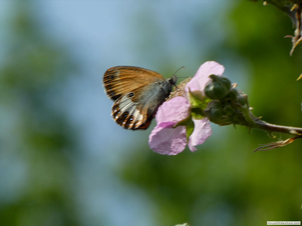 P1050517