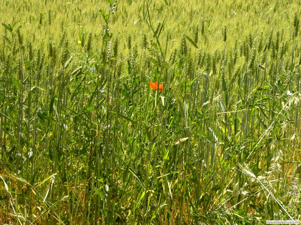 P1050545