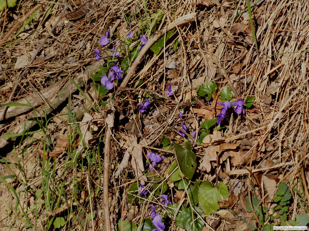 P1030347