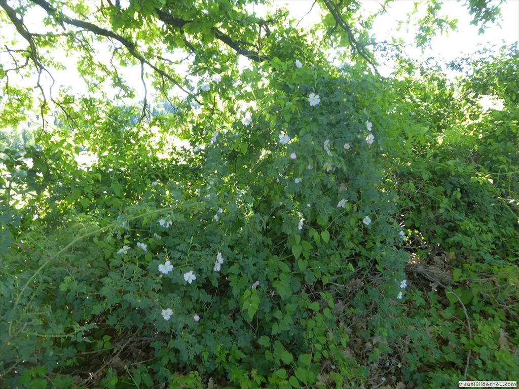 P1040219