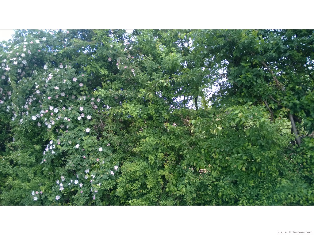 WP_20170419_013