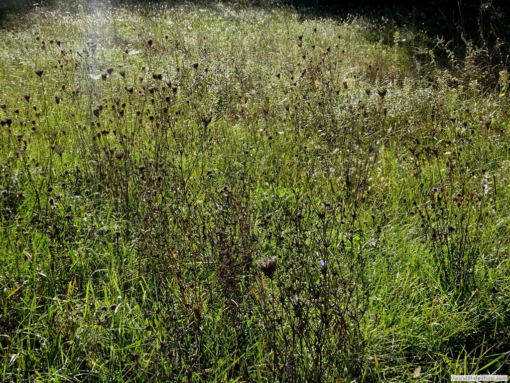DSC02889