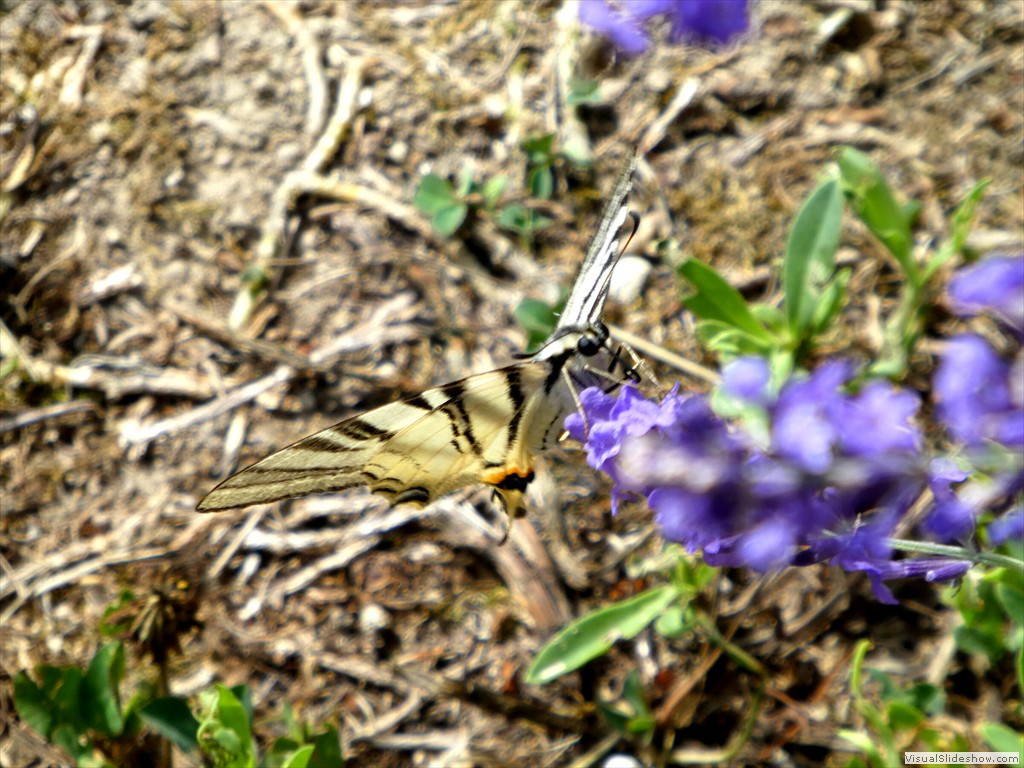 P1060051
