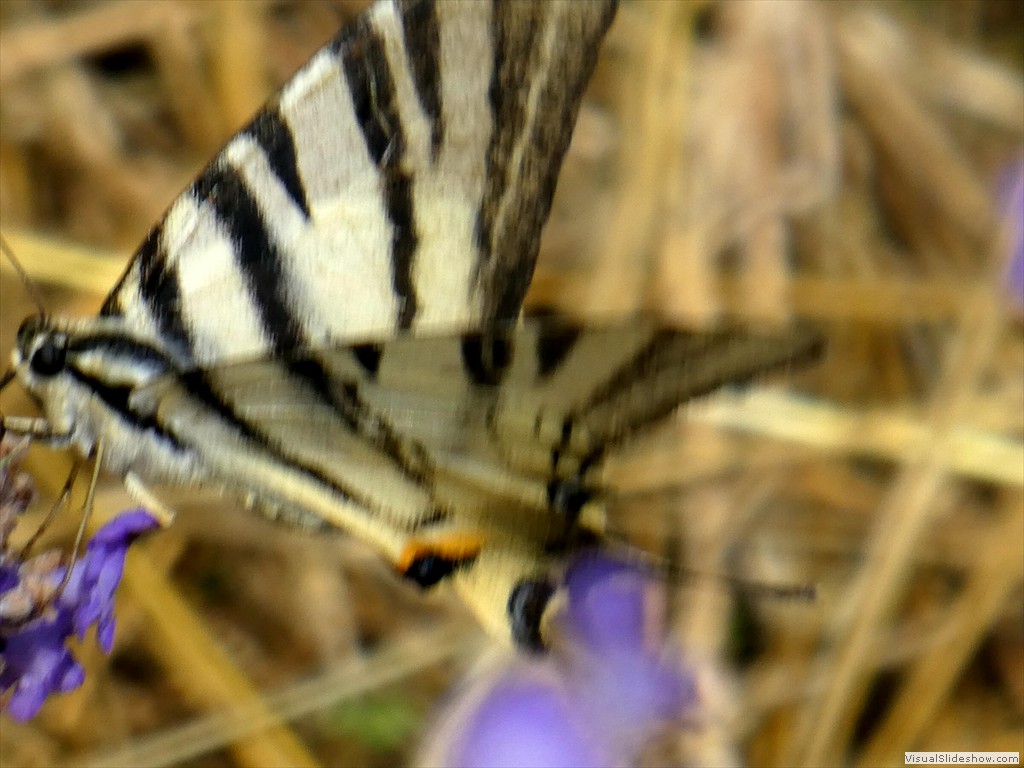 P1060052