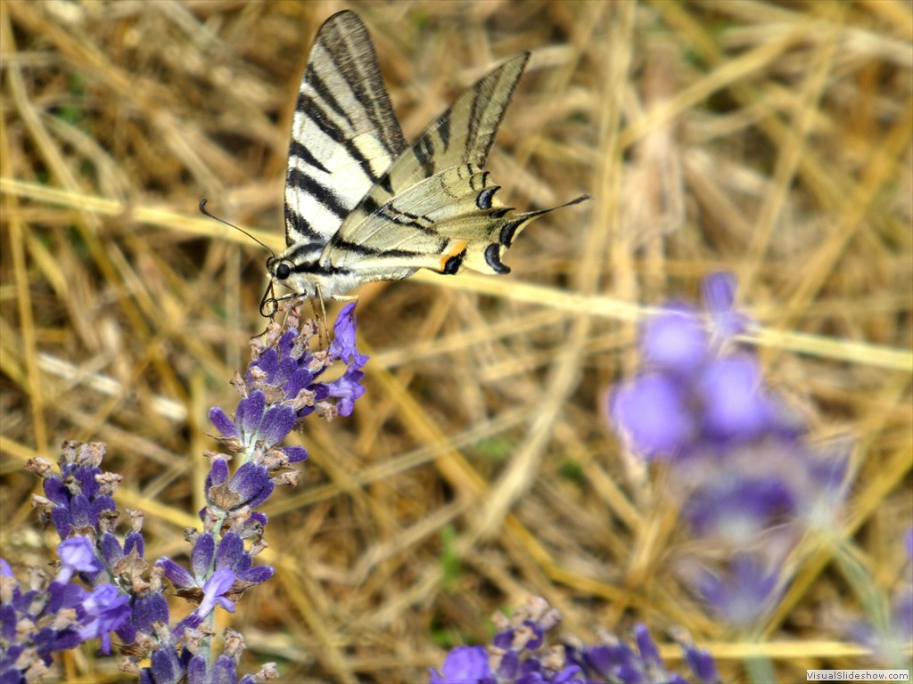P1060053