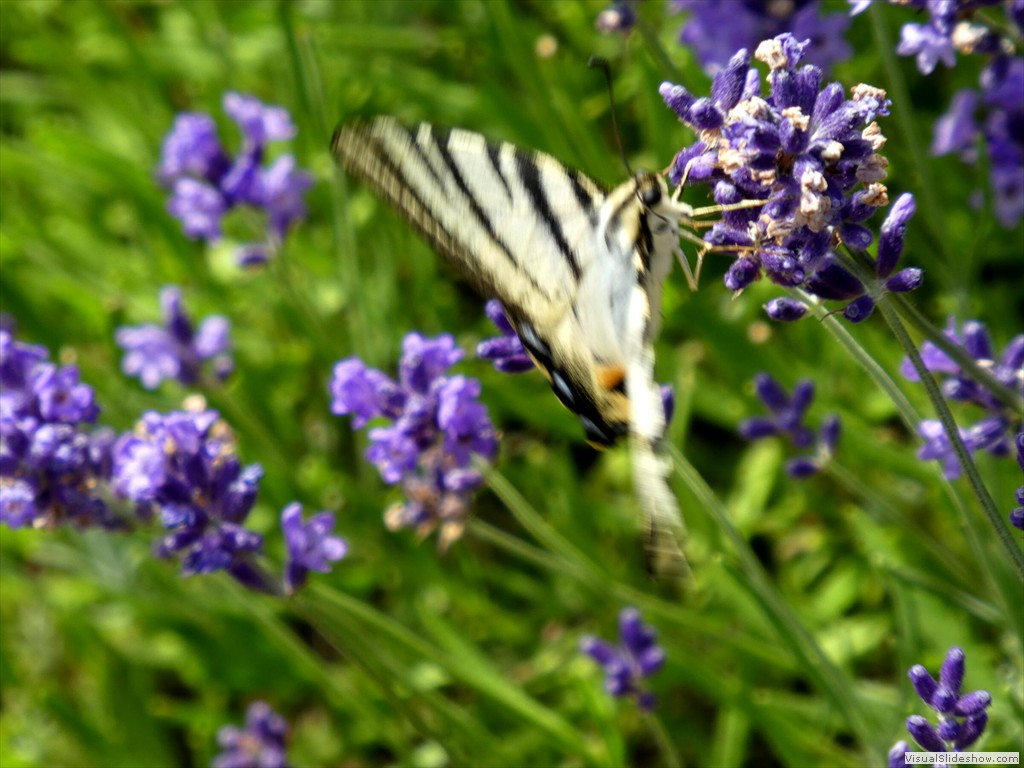 P1060054