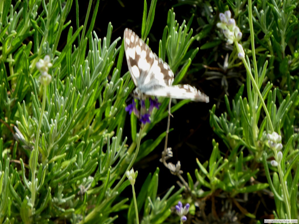 P1060061