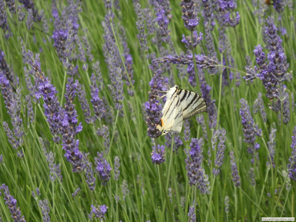 P1060076