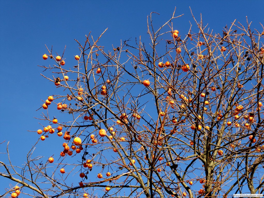 P1020669