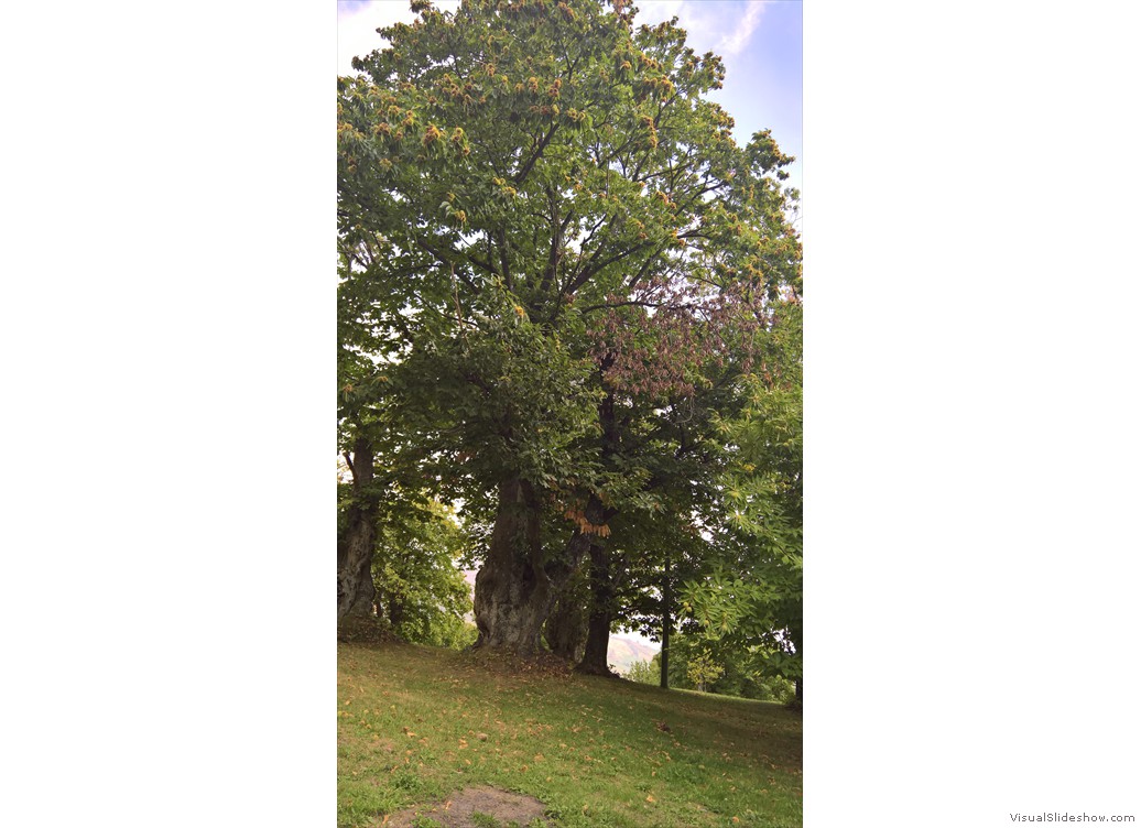WP_20171004_12_14_29_Pro