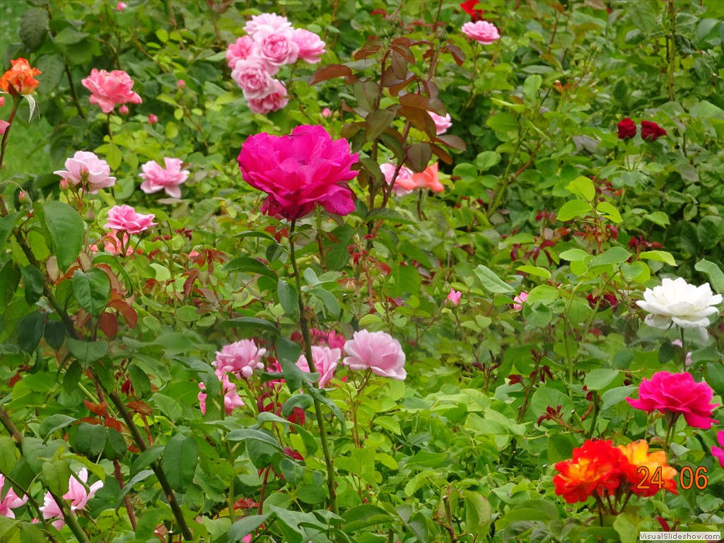 DSC02385