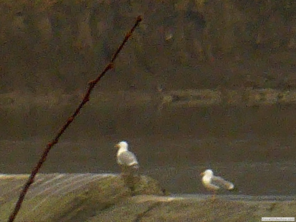 pio14038