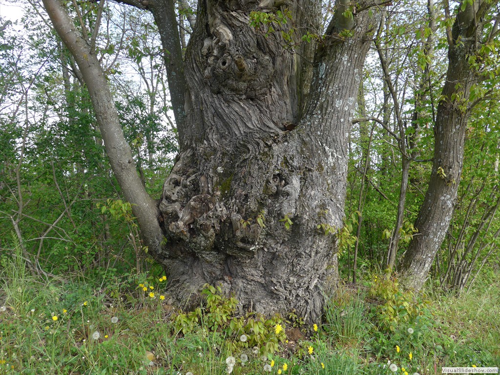 P1040511