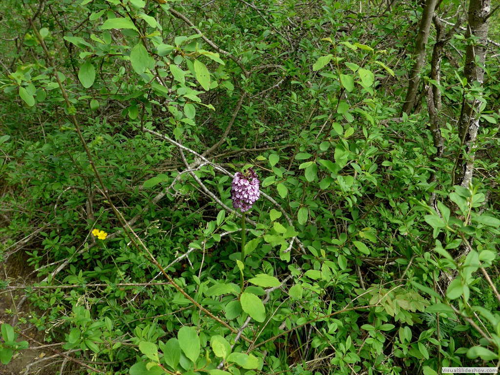 P1040519