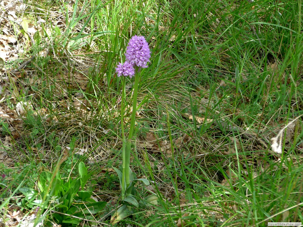 P1040549