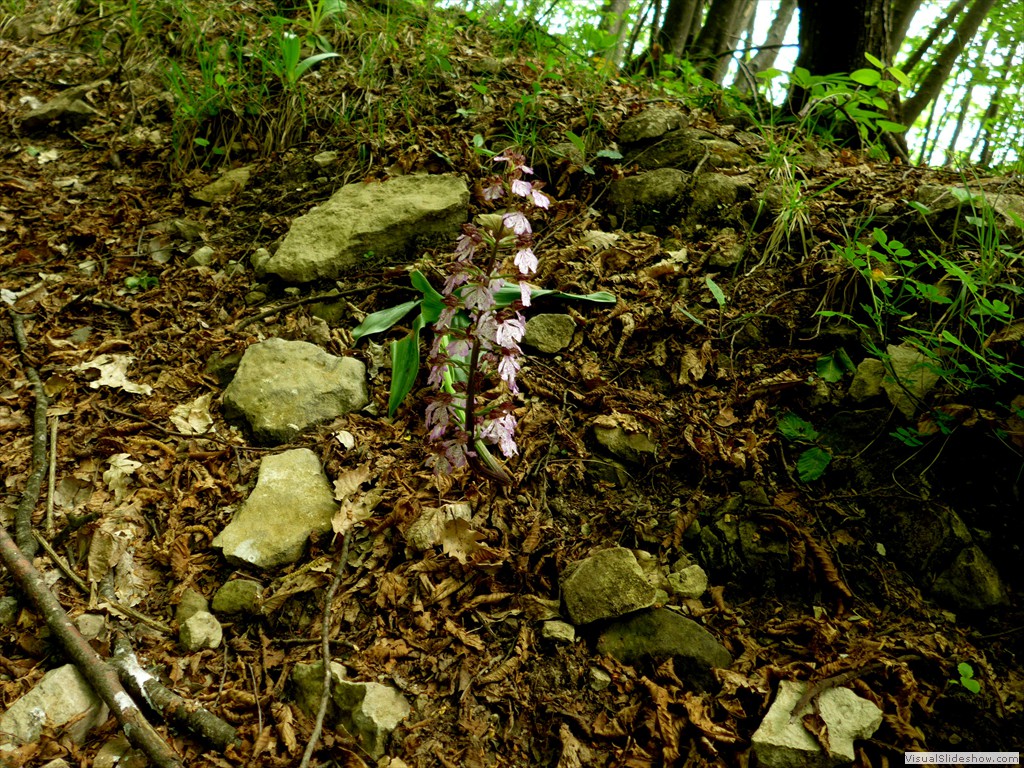 P1040598