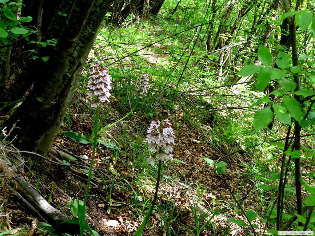 P1040601