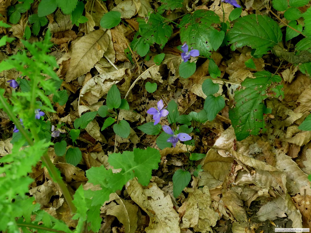 P1040605