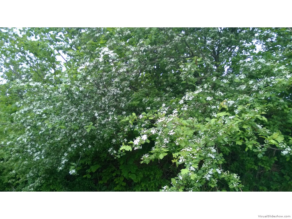 WP_20150506_14_29_55_Pro