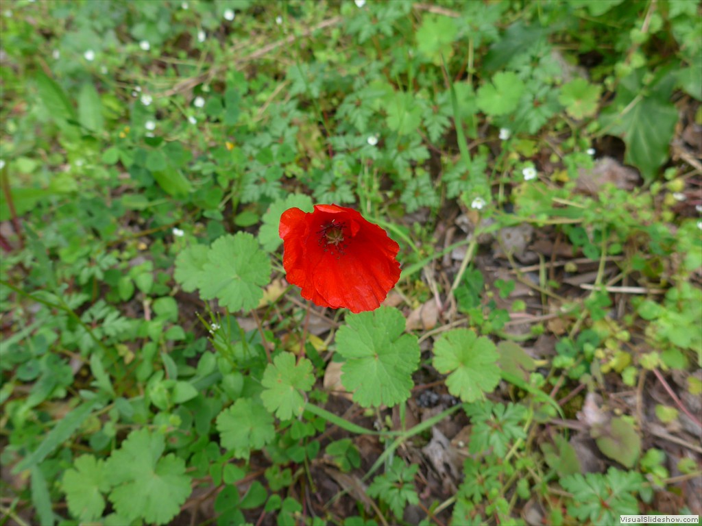 P1110399