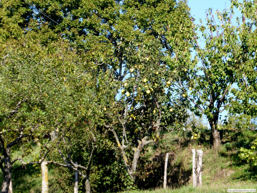 P1010038