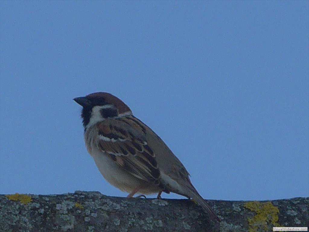 P1040387