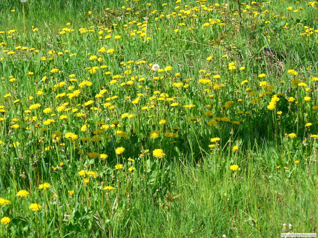 P1040466