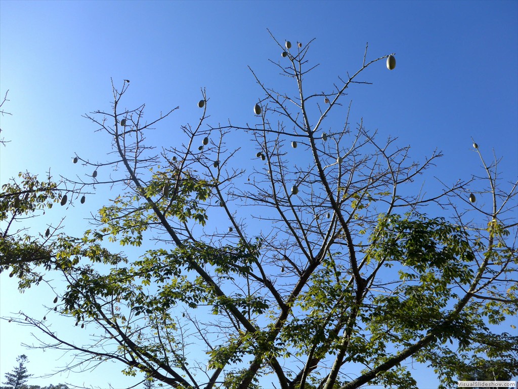 pal14049
