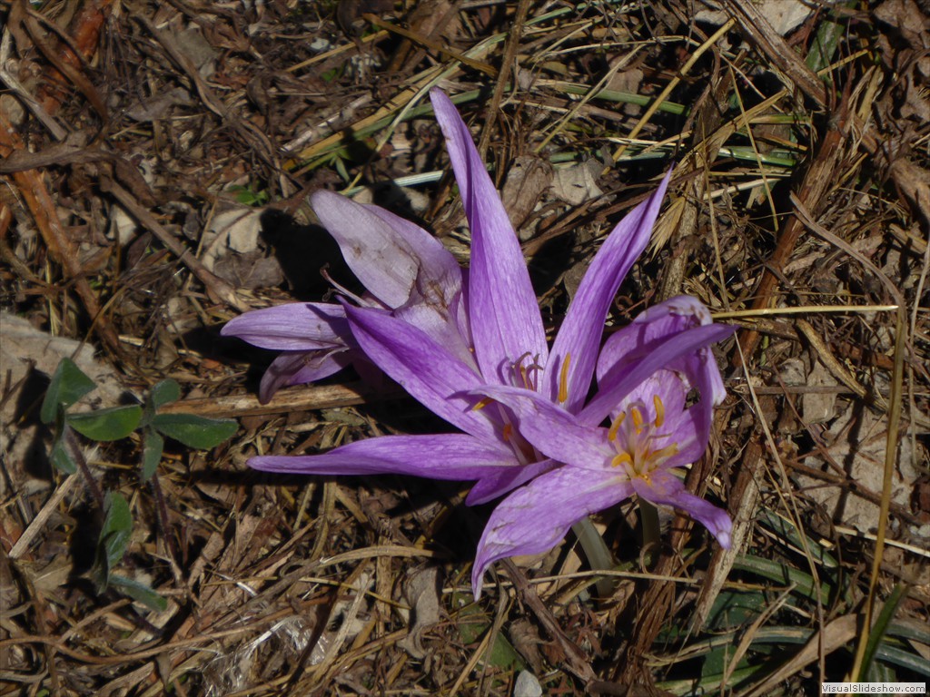 P1000723