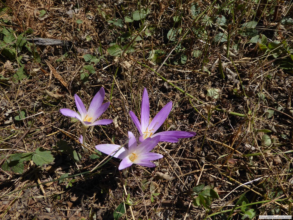 P1000724