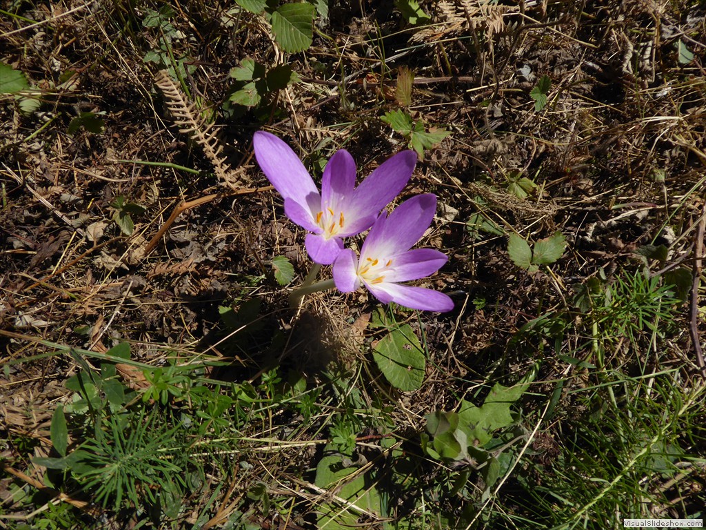 P1000725