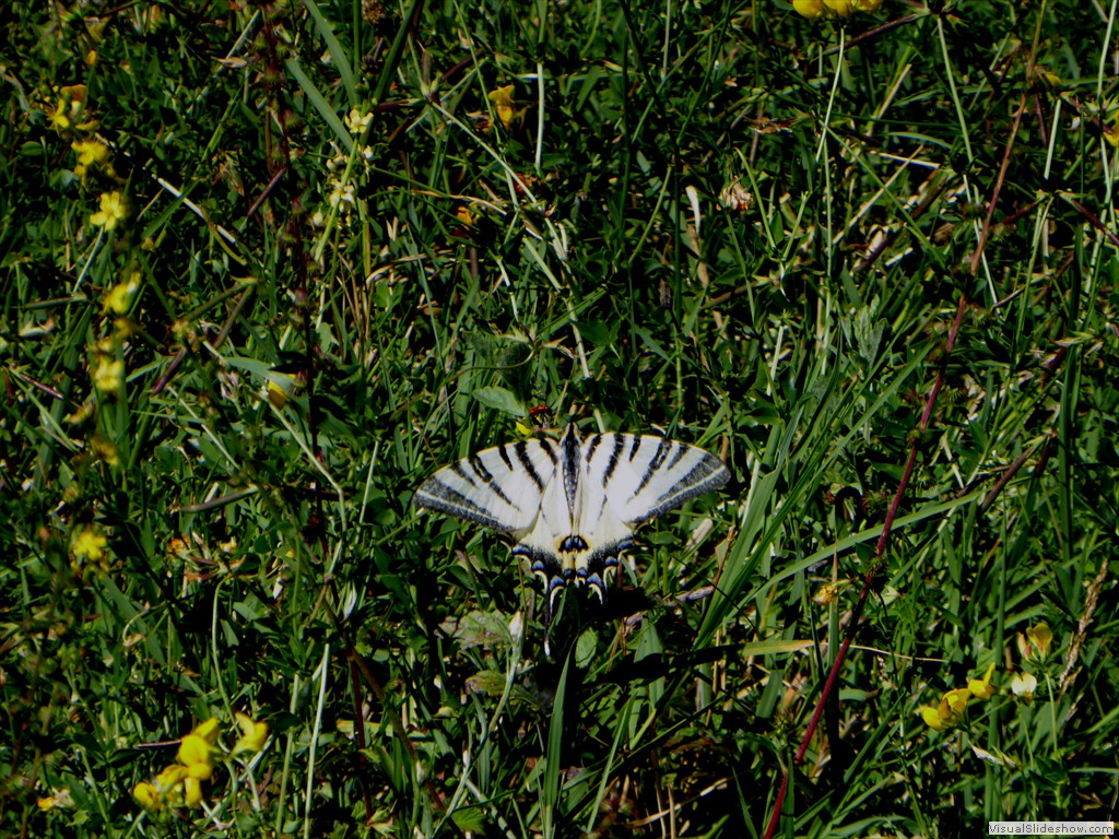 P1000056