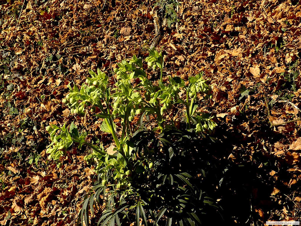 P1100618