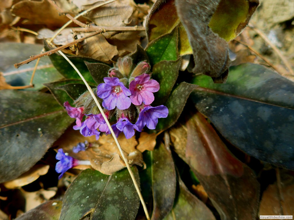 P1100621