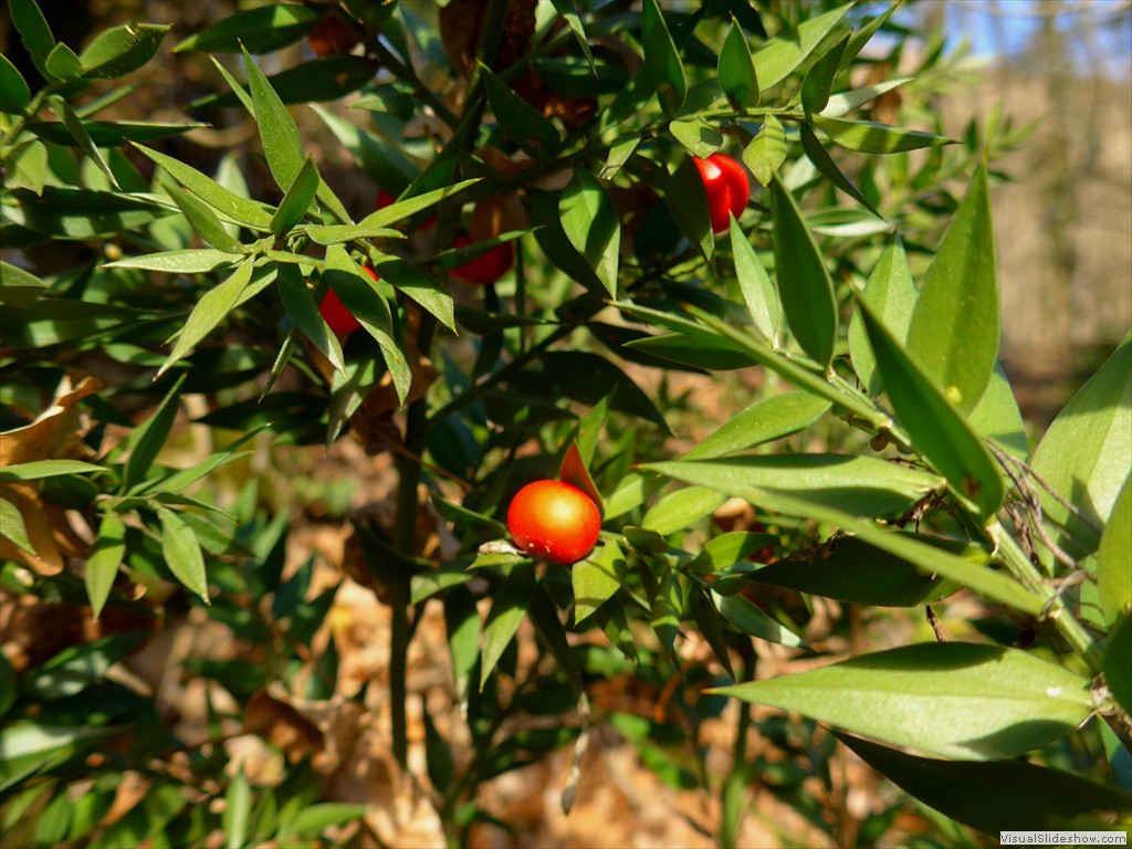 P1100623