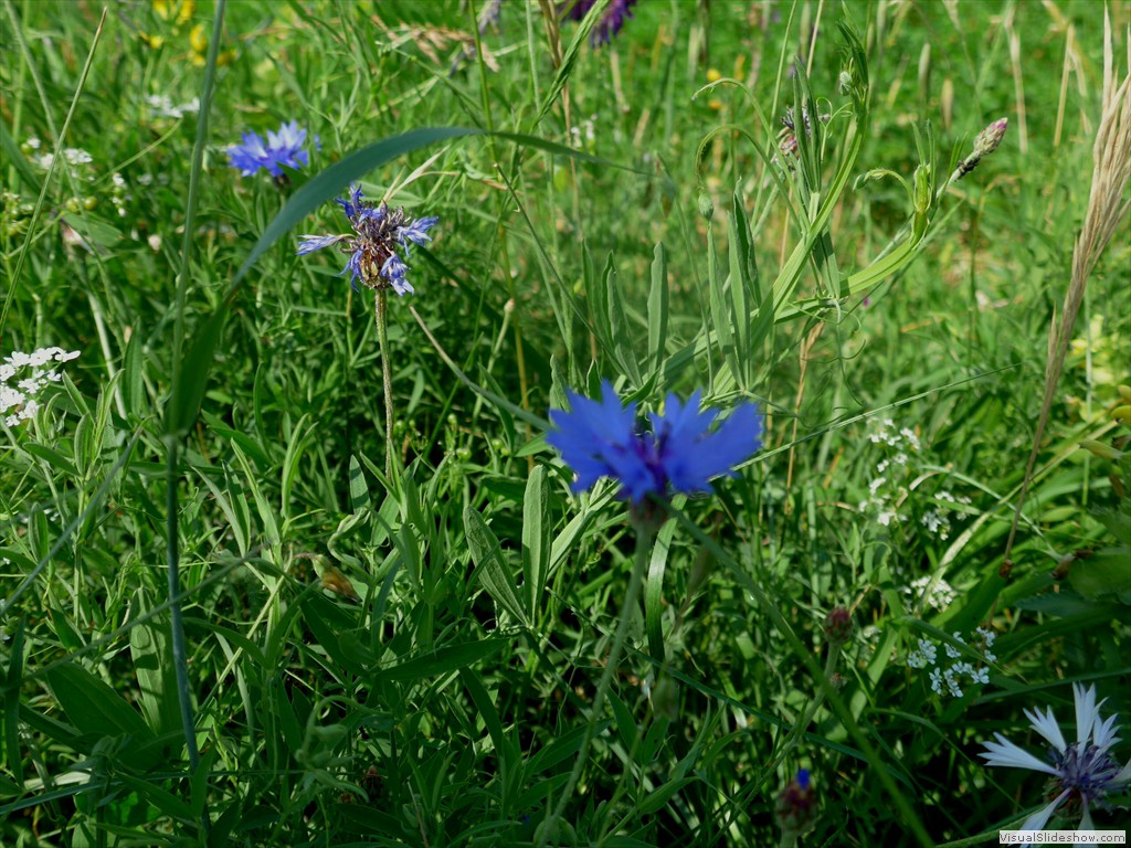 P1050852
